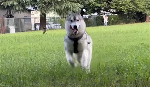 自由に走り回るハスキー