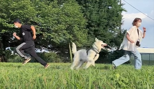 ママについていくハスキー