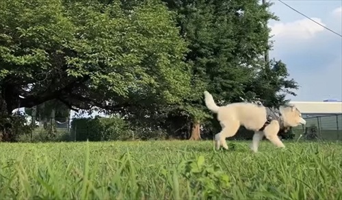 パパの方へいくハスキー