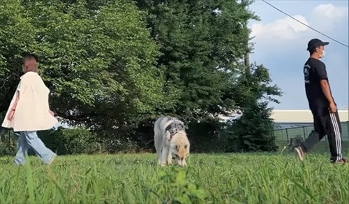 歩くパパとママ