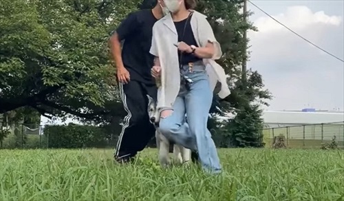 板挟みになるハスキー