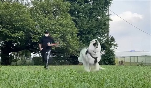パパが走ってくると逃げ出すハスキー