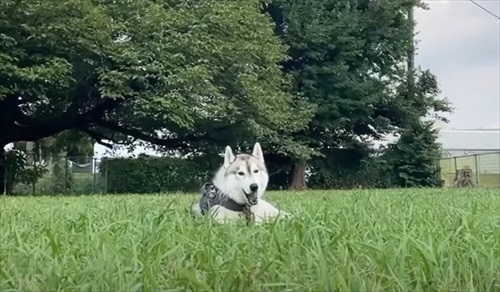 反応しないハスキー