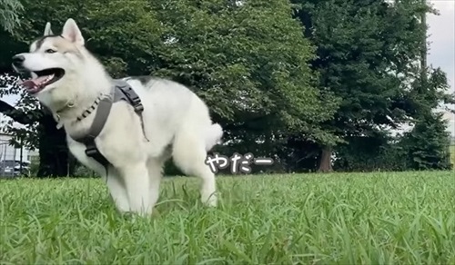 帰るフリをするパパとママとついてくるハスキー