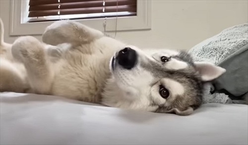 帰宅してくつろぐハスキー