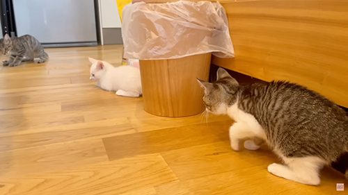 狙いを定める子猫のトントンちゃん