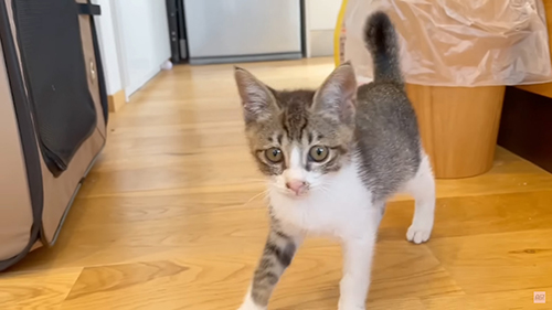 こちらを向く子猫のトントンちゃん