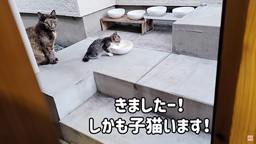 親子猫が訪ねてきたときの画像