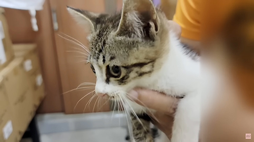 子猫保護の画像