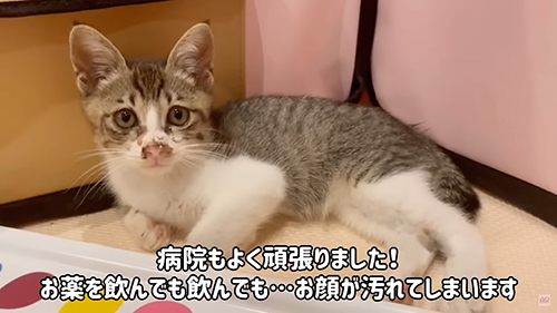 お顔が汚れている子猫