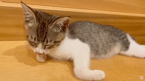 眠るトントンちゃん