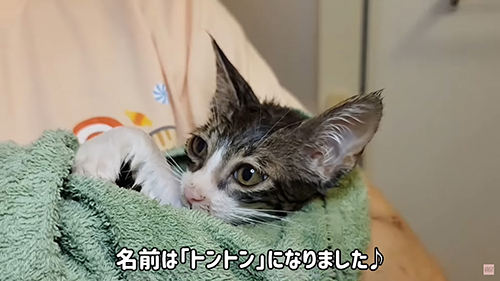 子猫のトントン