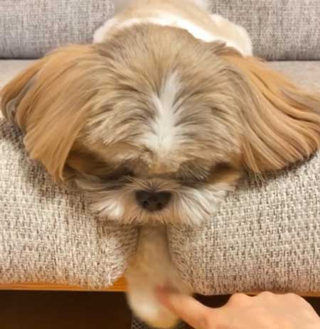 くぼみに前足を入れる犬の拡大