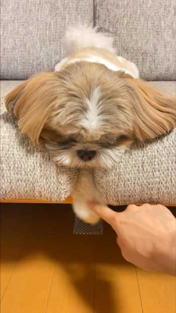 くぼみに前足を入れる犬