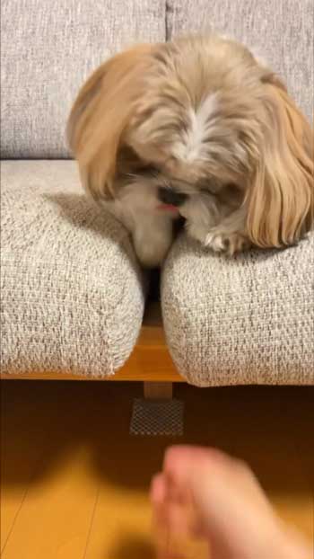 前足を引っ込める犬