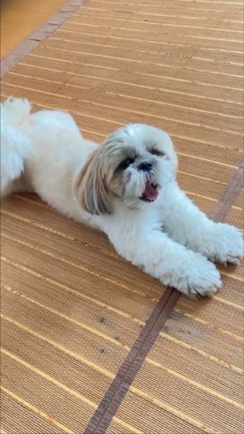 あくびをする犬