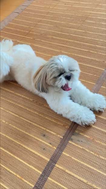 前足を伸ばす犬