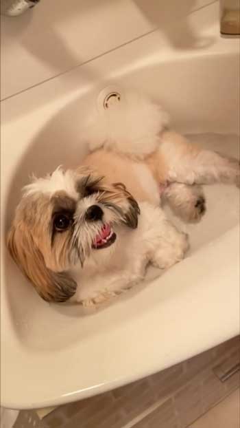 水浴びをする直前の犬