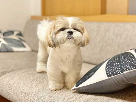 もふもふのかわいい犬