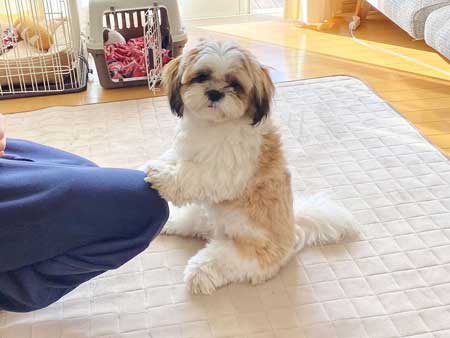 ぺたんこ座りの犬