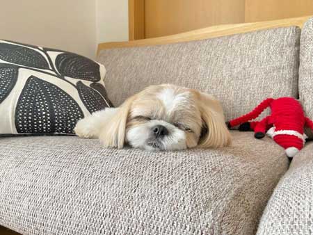 寝顔がかわいい犬