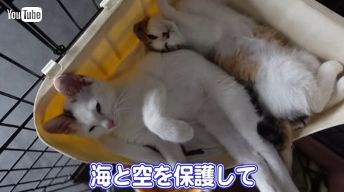 新たに子猫2匹を家族に迎え入れた坂上忍