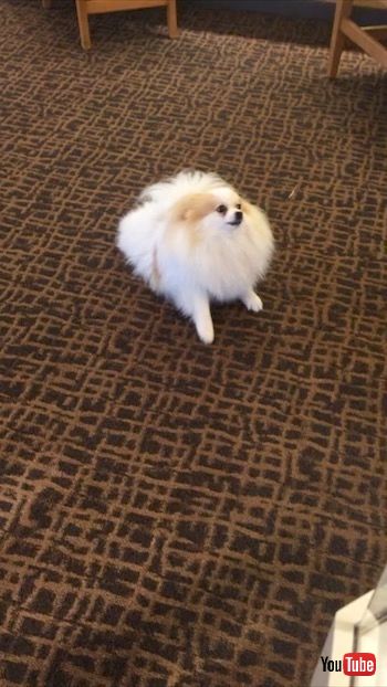 後進するワンコ