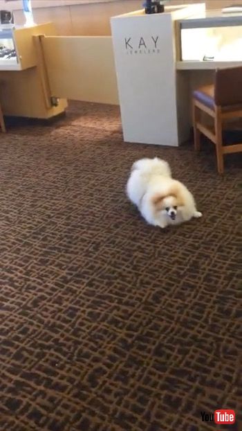 後進するワンコ