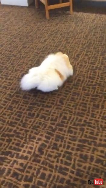 後進するワンコ