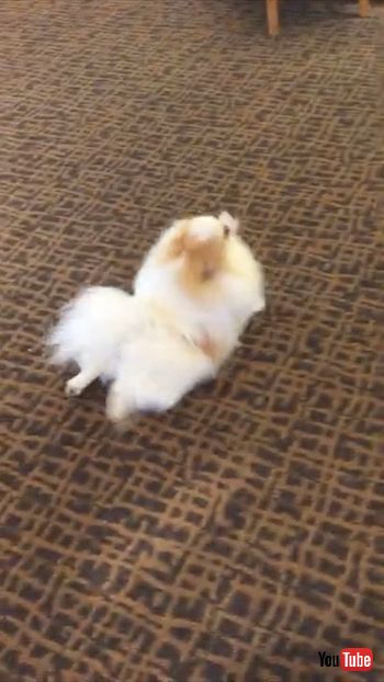 後進するワンコ