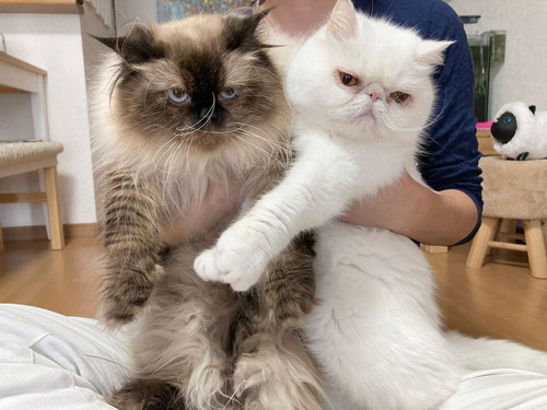 コロンくんとビスケくん