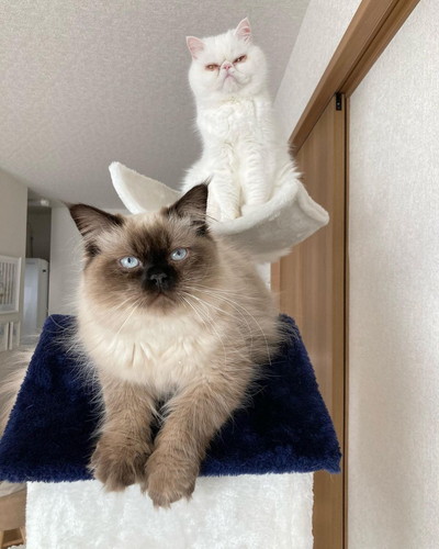 コロンくんとビスケくん