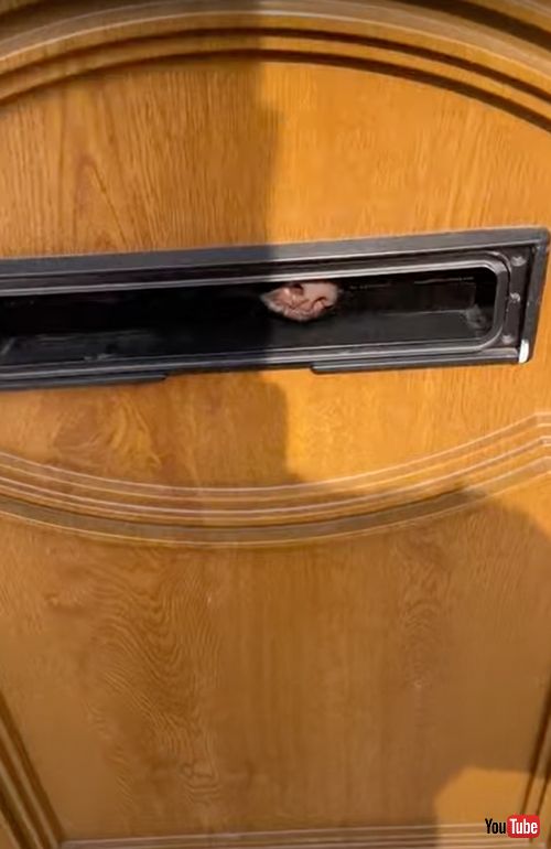  ポストマンをチェックするワンコ