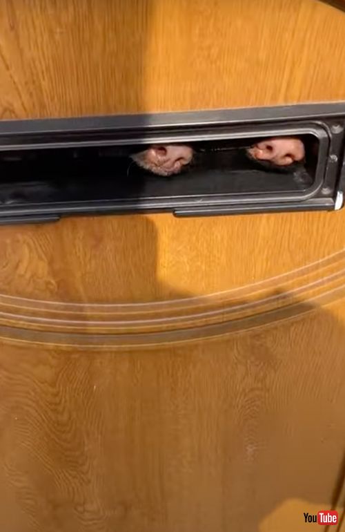  ポストマンをチェックするワンコ