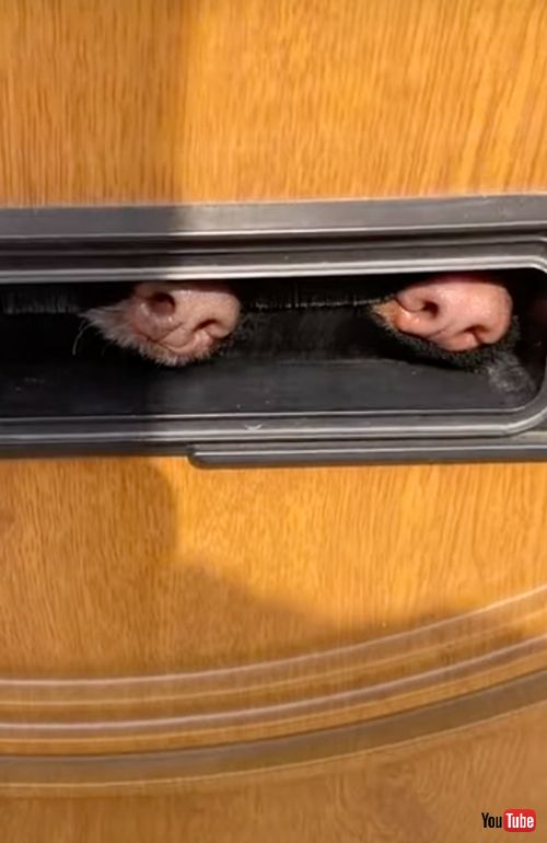  ポストマンをチェックするワンコ