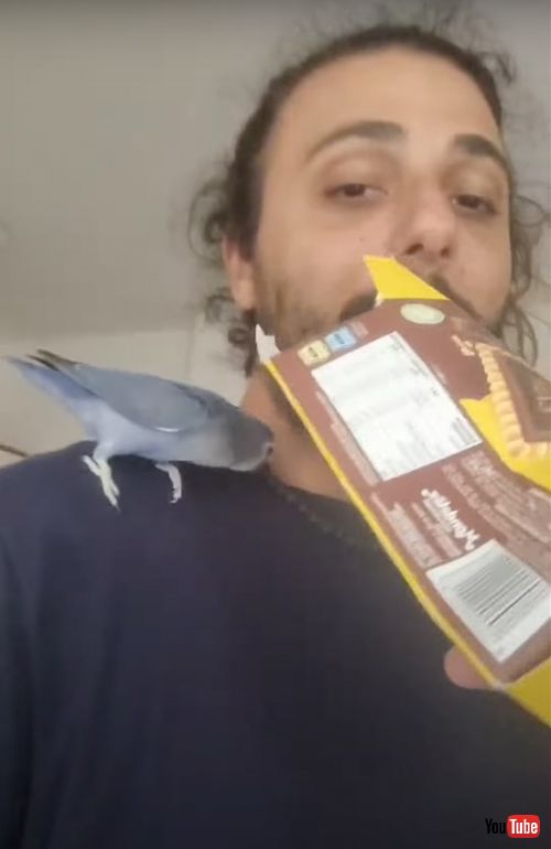 箱に向かって叫ぶインコ