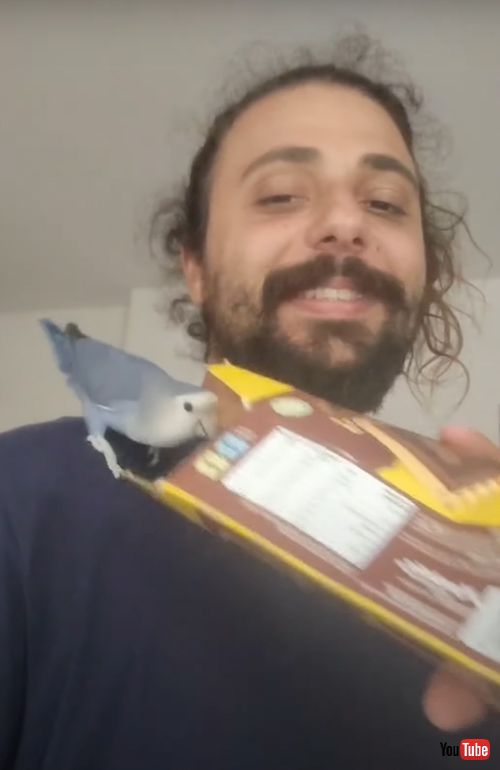 箱に向かって叫ぶインコ