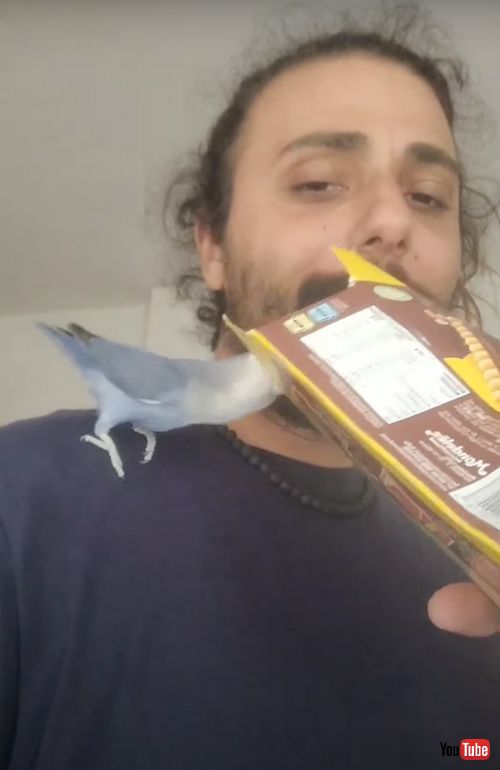 箱に向かって叫ぶインコ