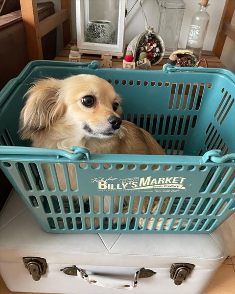 カゴに入っているワンコ