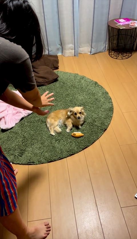 手をむけられて考えているワンコ