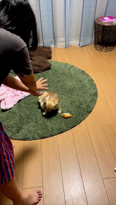 体勢を整えるワンコ