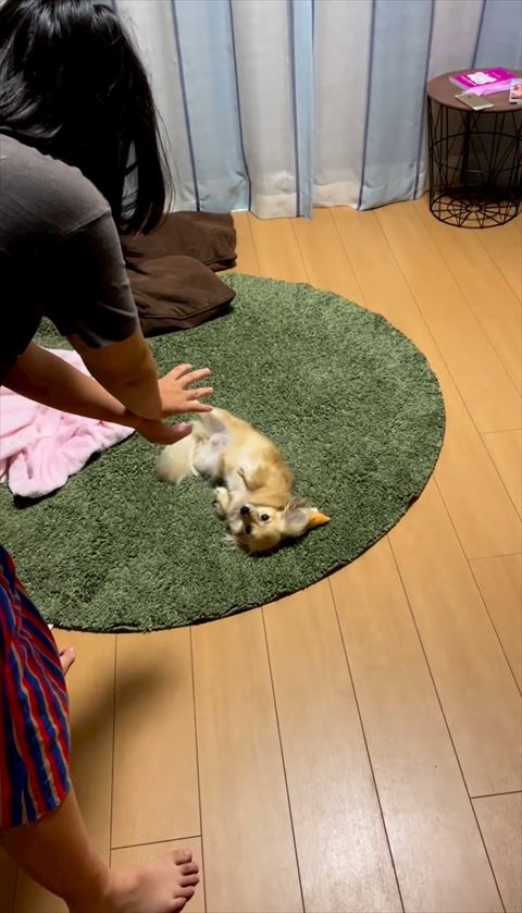おなかを見せるワンコ