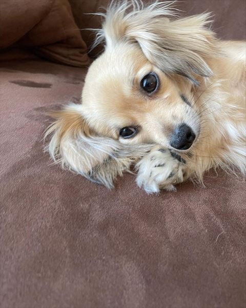 自分手の上に寝るワンコ