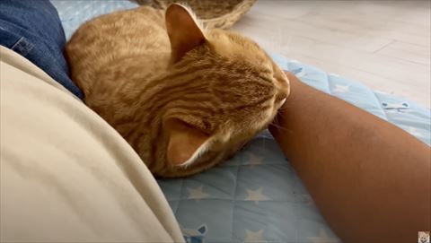 腕なめる猫