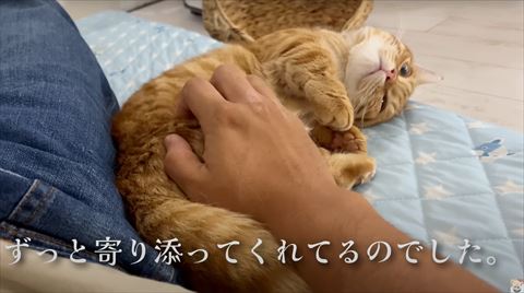お腹見せるぽちゃくん