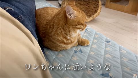 わんちゃんに近い