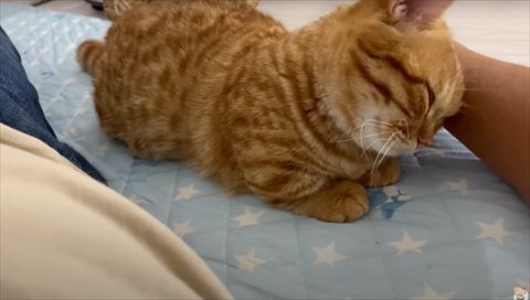 なでなでされてる