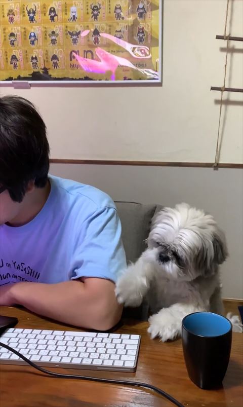 遊んでほしいシーズー