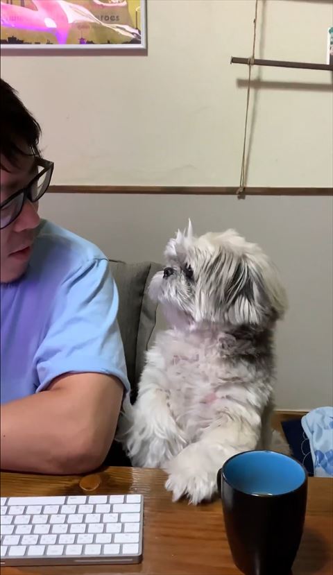 見つめ合うワンコアップ