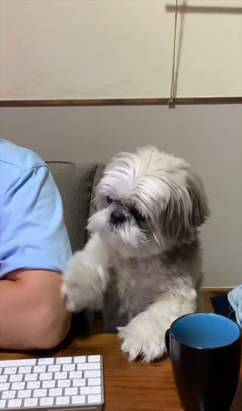 ちょいちょいするワンコアップ